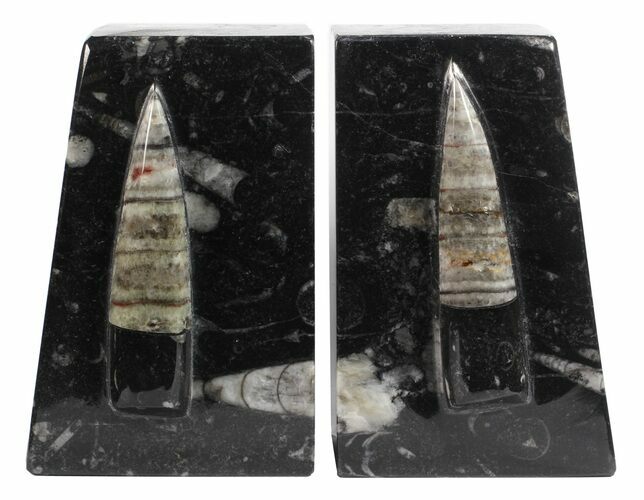Polished Orthoceras Bookends - Morocco #61337